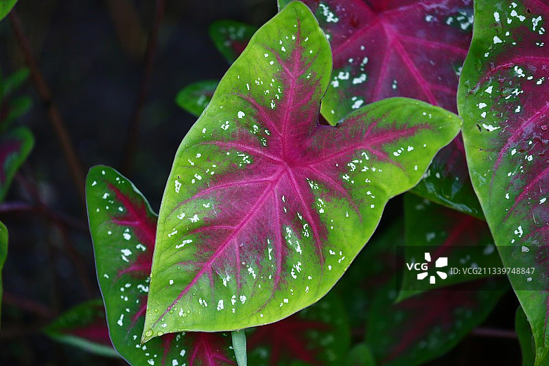 哥斯达黎加雨季潮湿的植物叶子特写图片素材