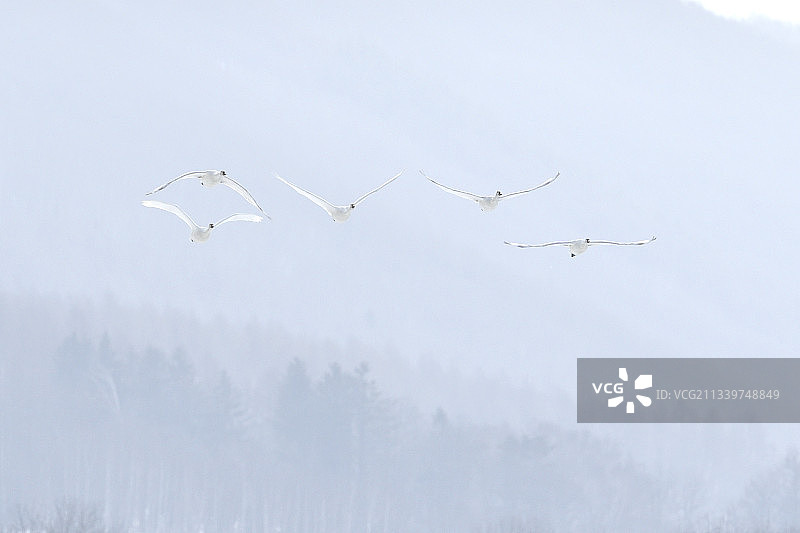 仰视天空飞鸟图片素材