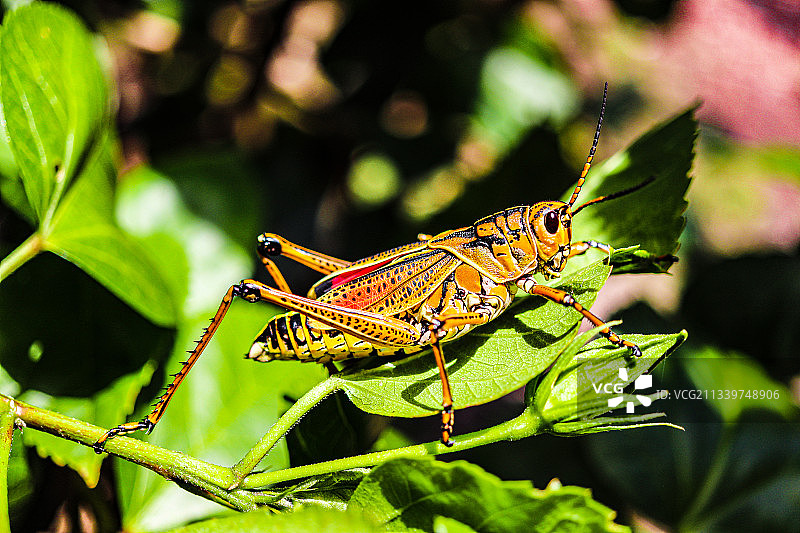 树叶上的昆虫特写，美国佛罗里达州图片素材