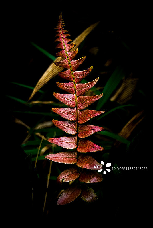 黑色背景下的植物特写图片素材