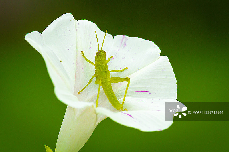 白花的特写图片素材