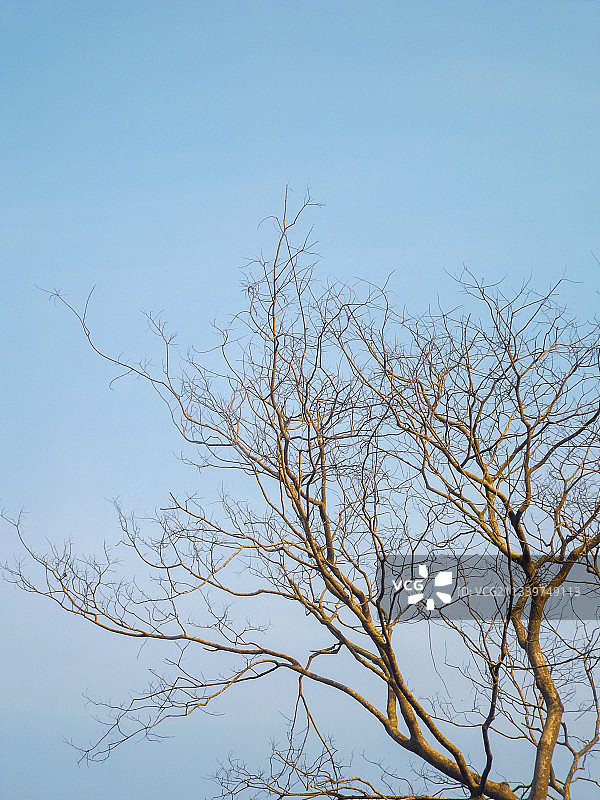 尼日利亚奥贡州，仰视枯树映衬晴空图片素材