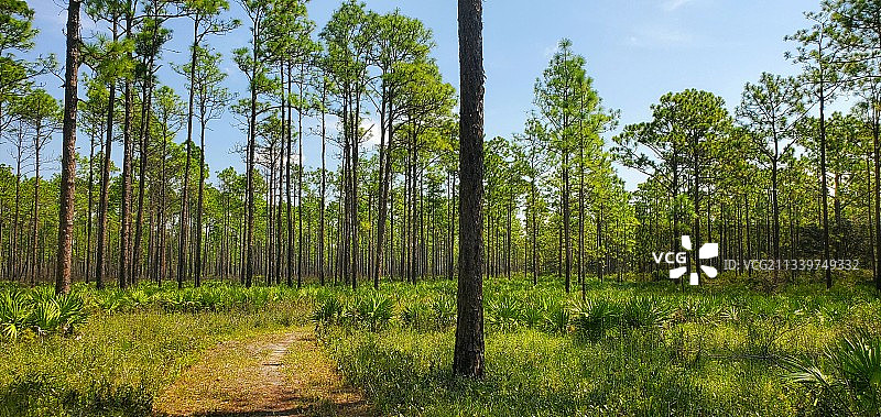 树木在森林中生长，背景是天空，克莱县，佛罗里达州，美国图片素材