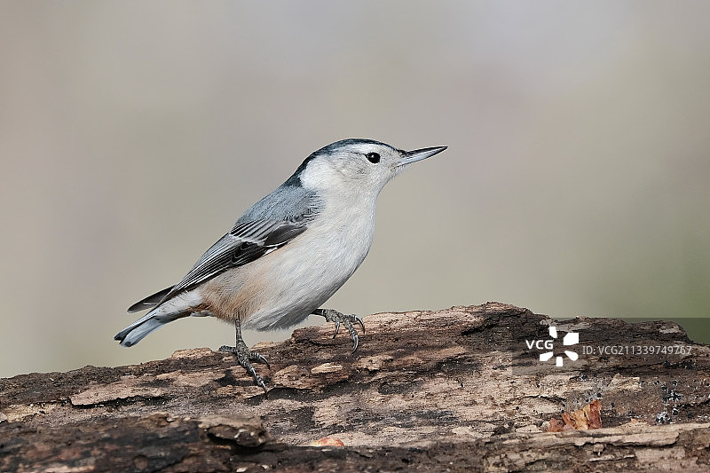特写：攀雀栖息在木头上图片素材