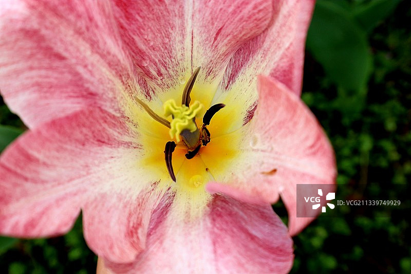 粉红色花朵的特写图片素材