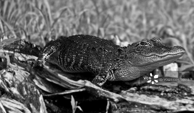 植物上的蜥蜴特写，佛罗里达州坦帕市，美国图片素材