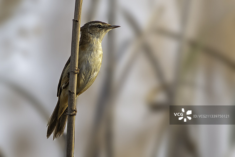 鸣禽栖息在树枝上的特写图片素材