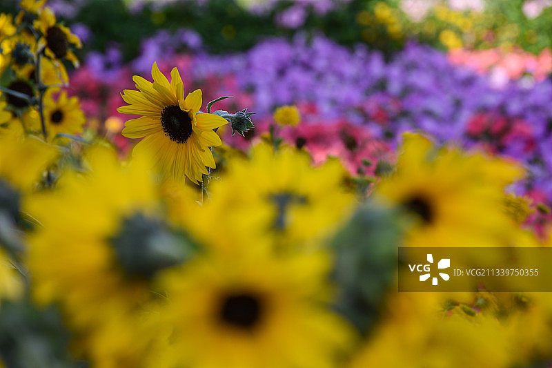 黄色花朵上的蜜蜂特写，阿拉伯联合酋长国图片素材