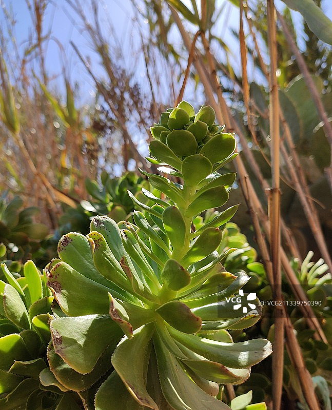 摩洛哥多肉植物特写图片素材