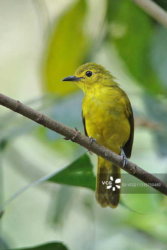 栖息在印度卡纳塔克邦芒格洛尔树枝上的鸟类特写图片素材