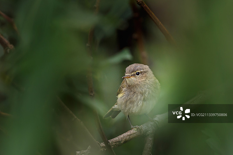 荷兰弗拉尔丁恩，栖息在植物上的鸣雀特写图片素材