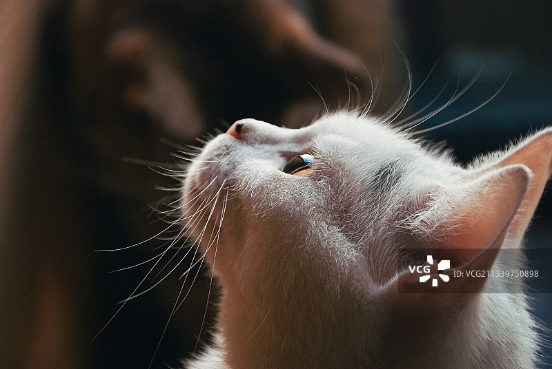 乌克兰猫咪特写图片素材