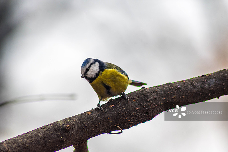 保加利亚索非亚市，蓝山雀栖息在树枝上特写图片素材