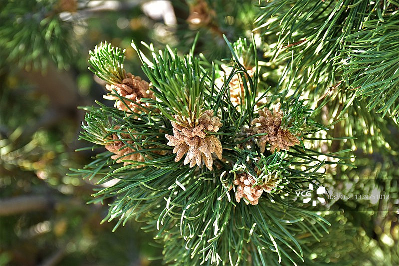 美国科罗拉多州丹佛的松树特写图片素材