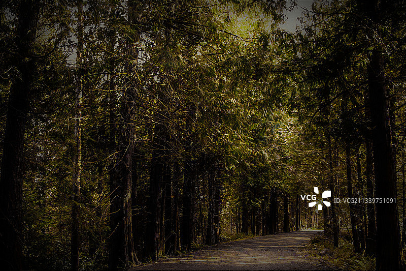 空旷的道路在树林中图片素材