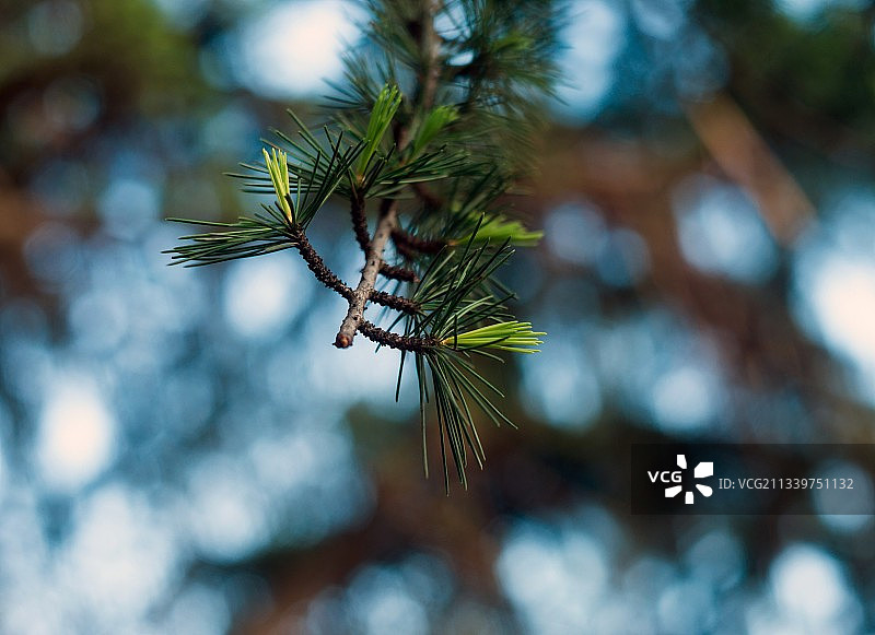 松树的特写图片素材