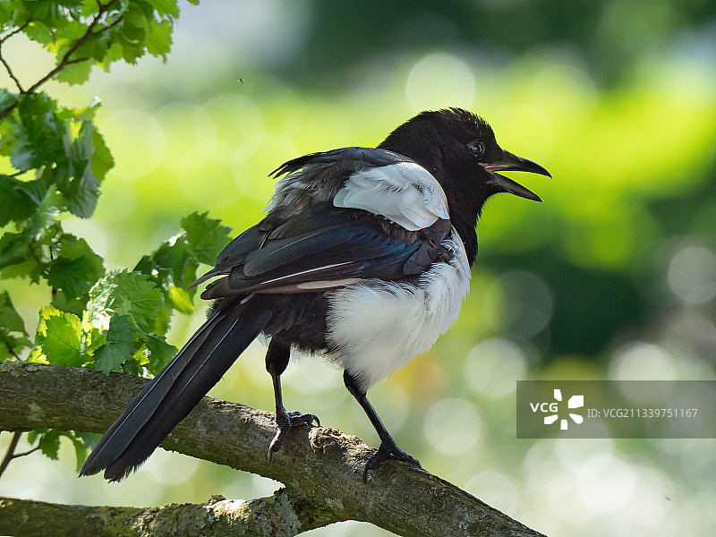 喜鹊栖息在树枝上的特写图片素材