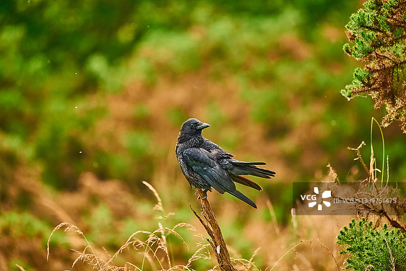 栖息在植物上的燕雀特写，英国北安普顿图片素材