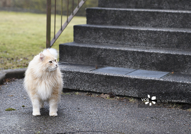 猫咪坐在人行道上特写图片素材