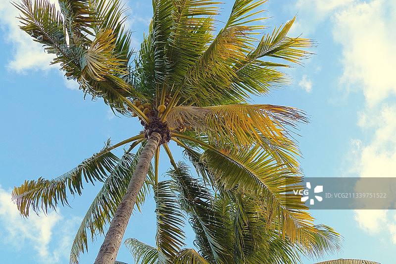 仰视视角下的棕榈树图片素材