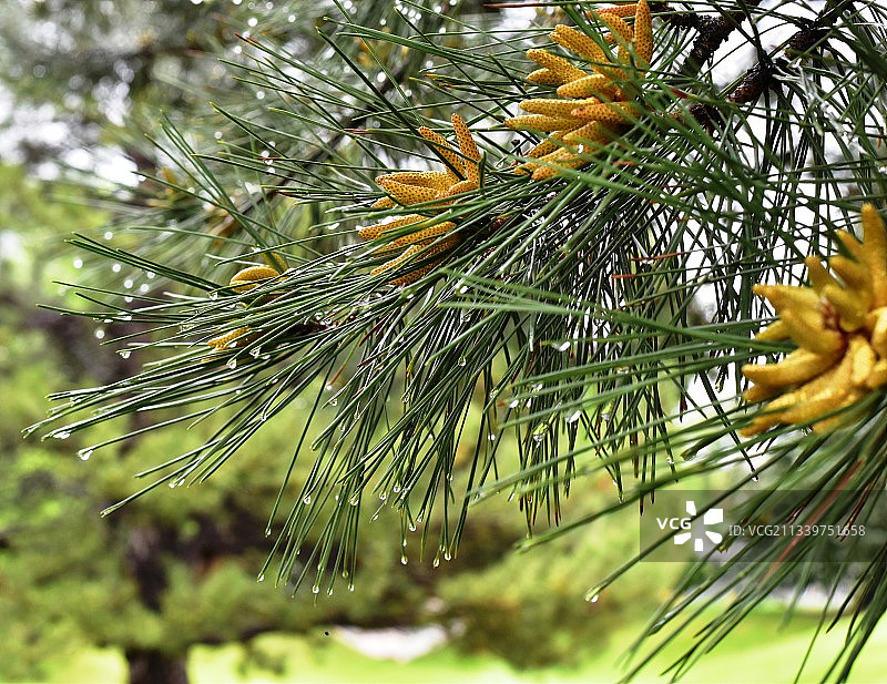 丹佛湿松树特写，美国图片素材