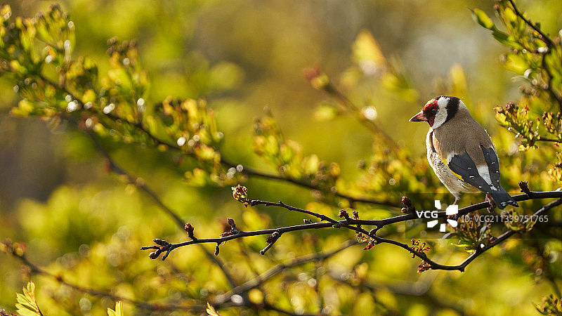 鸣禽栖息在树枝上特写，比利时奥登堡图片素材