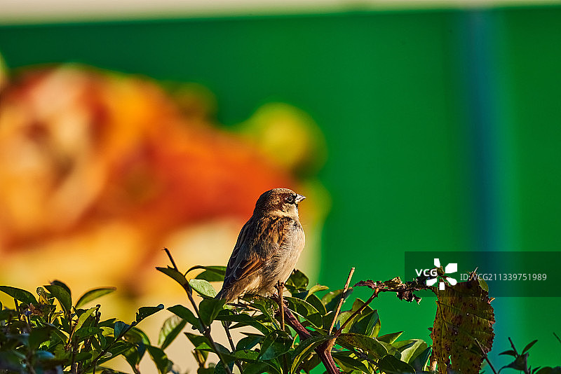 栖息在植物上的歌带鹀特写，英国北安普顿图片素材