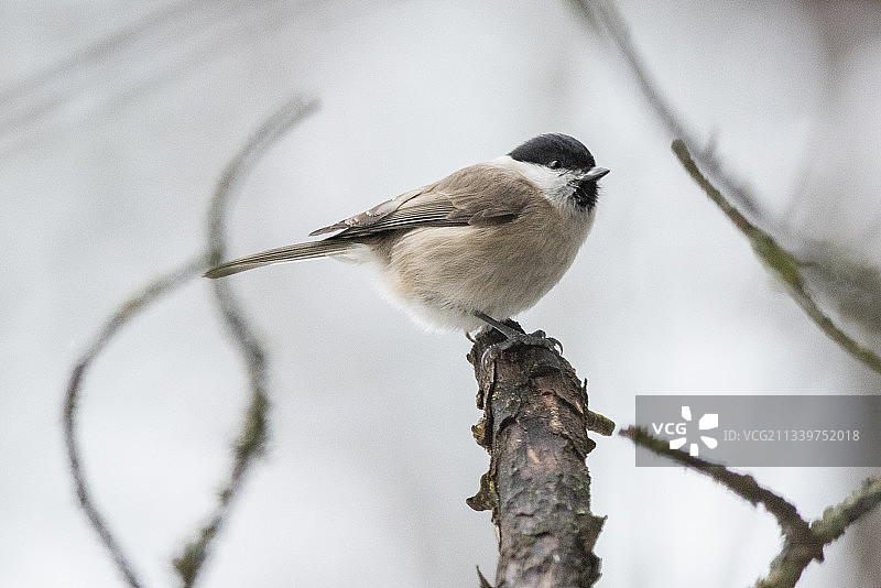 一只漂亮的鸟图片素材