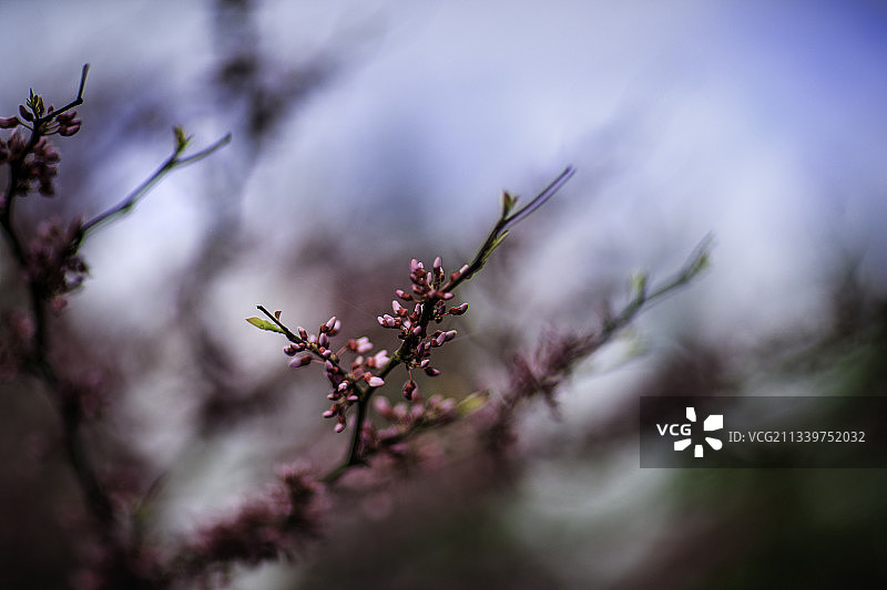 美国华盛顿州雷德蒙德树上的樱花特写图片素材