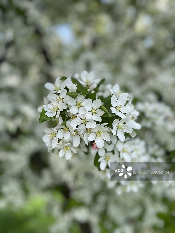 特写的白色开花植物图片素材