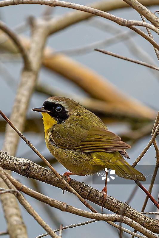 加拿大安大略省萨尼亚，栖息于树枝上的鸣禽特写图片素材