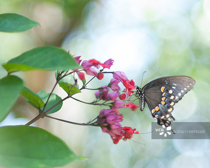 蝴蝶在花上采蜜特写，美国佛罗里达州莱克兰图片素材