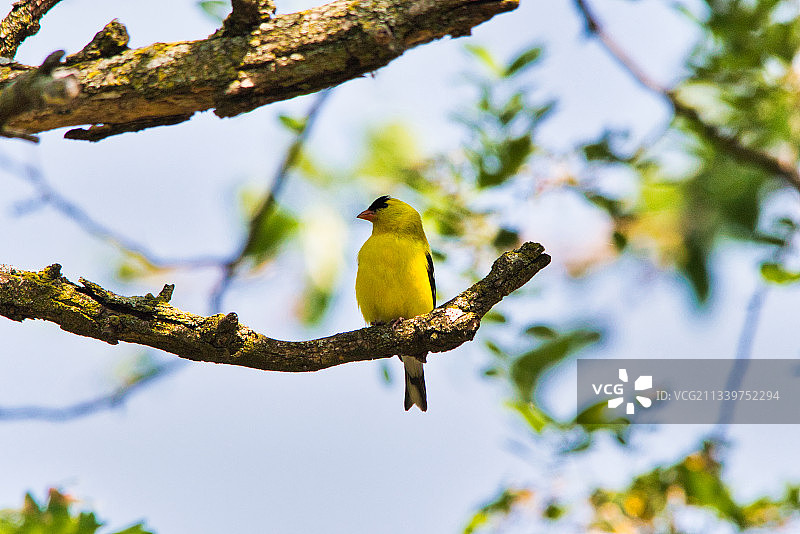 低角度拍摄栖息在树上的鸣雀图片素材