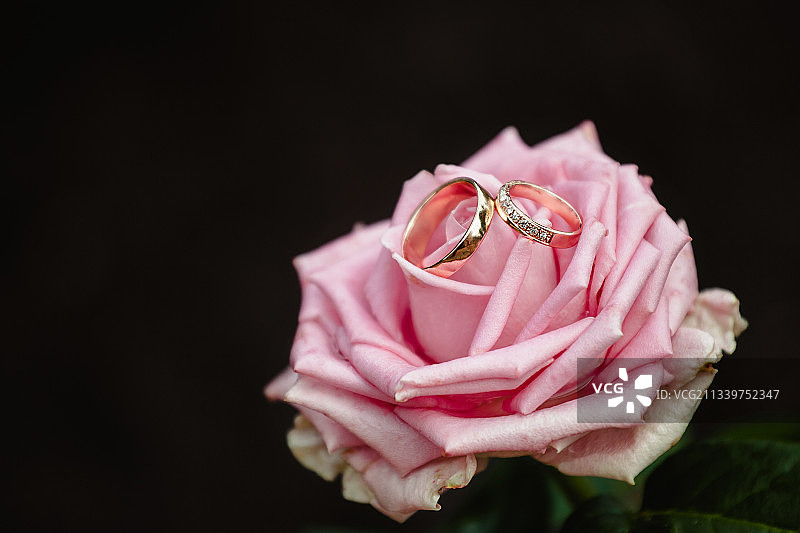俄罗斯粉红玫瑰上的戒指特写图片素材