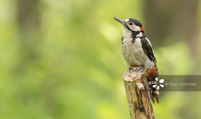 比利时栖息在树枝上的大斑啄木鸟特写图片素材