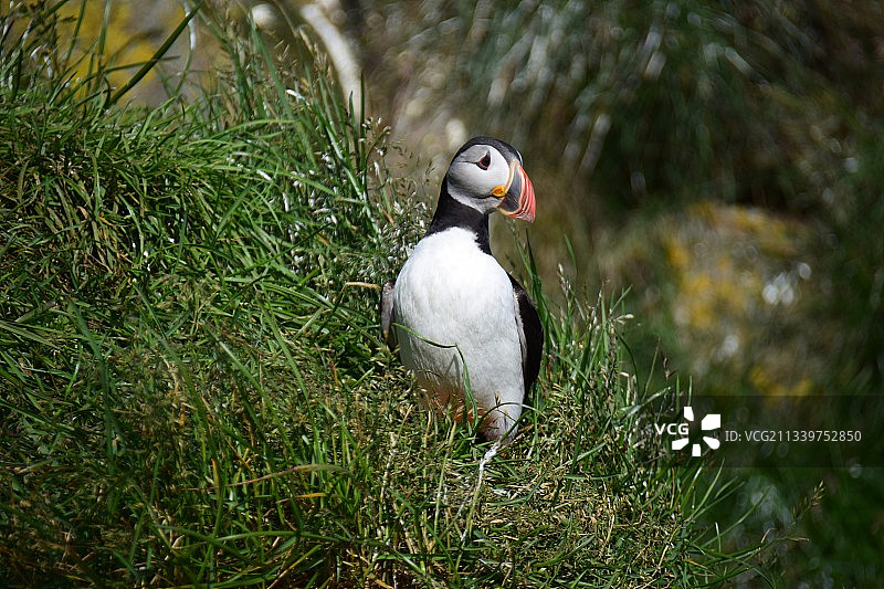 海鹦栖息在草地上的特写图片素材