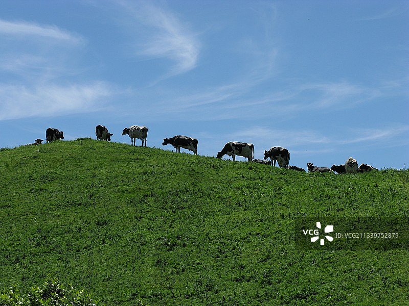 美丽的葡萄牙亚速尔群岛牧场图片素材