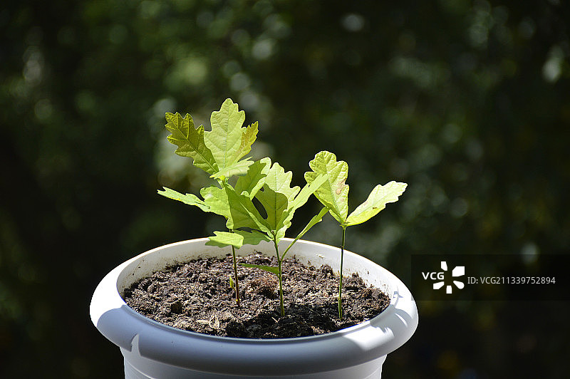 摩尔多瓦盆栽植物特写图片素材