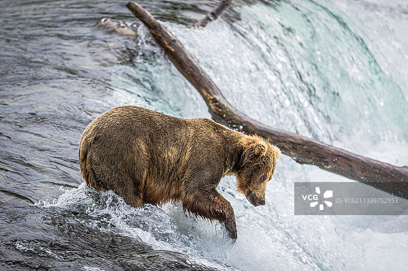阿拉斯加河中行走的棕色灰熊图片素材