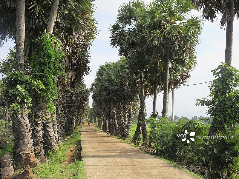 斯里兰卡马纳尔的树木公路图片素材