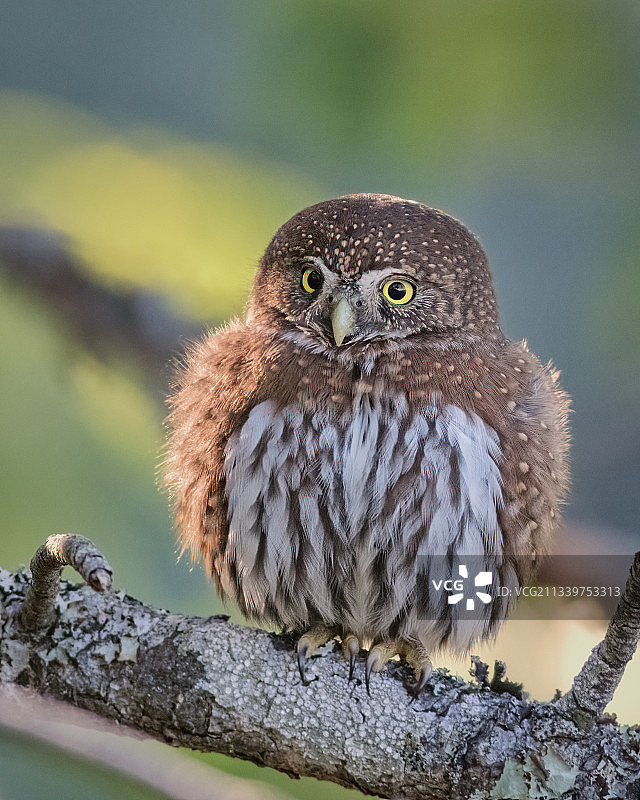 栖息在树枝上猫头鹰的特写图片素材