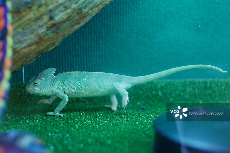 绿色桌子上蜥蜴的特写图片素材