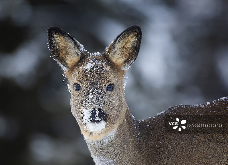 狍鹿特写肖像图片素材