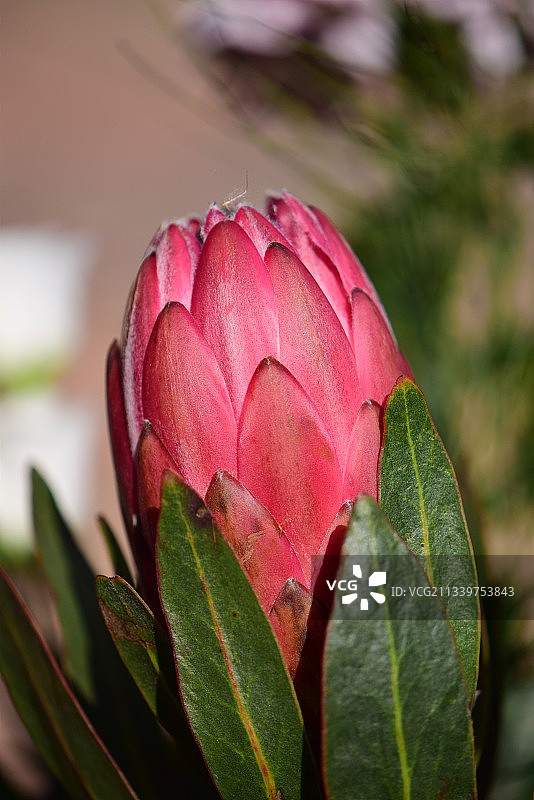 粉色玫瑰花特写，荷兰图片素材