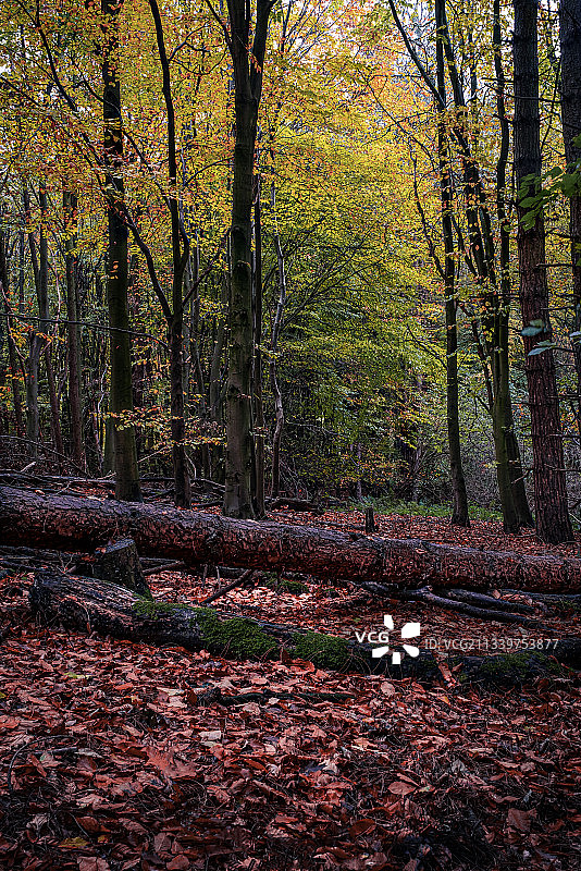 秋季英国斯汤顿·哈罗德水库的树木图片素材