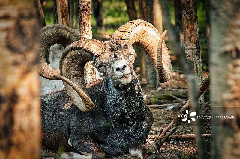 疲惫的公羊，加拿大育空地区道森市图片素材
