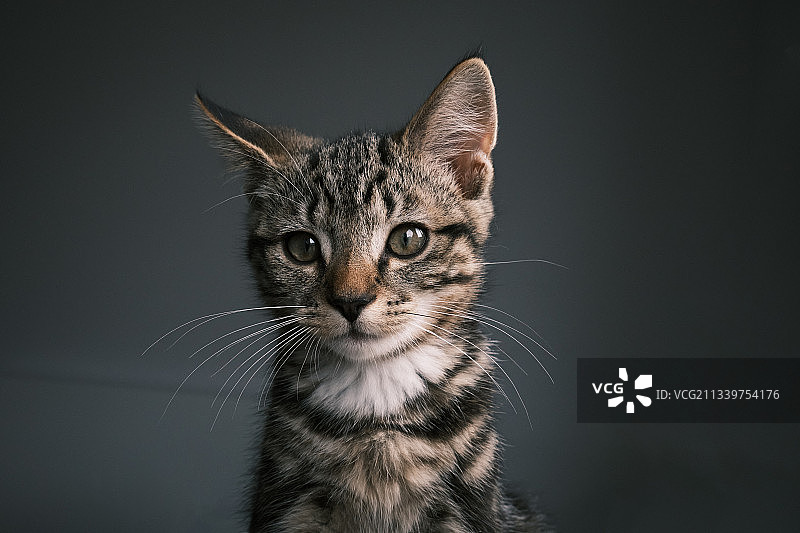灰色背景下猫的特写图片素材