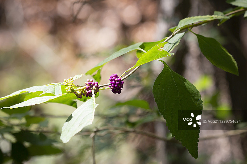 红色开花植物的特写图片素材
