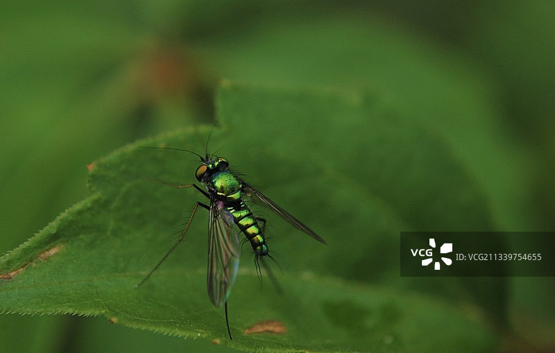 叶子上的昆虫特写图片素材