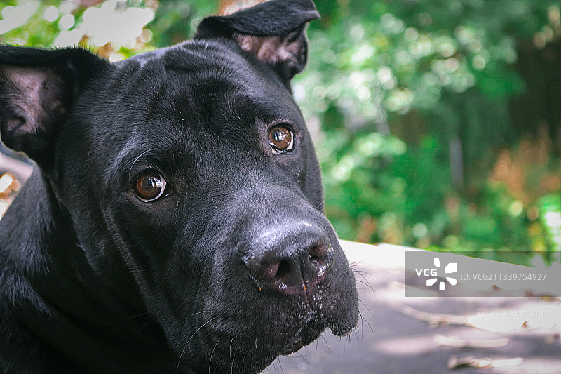 费城拳师犬与迷你杜宾犬图片素材